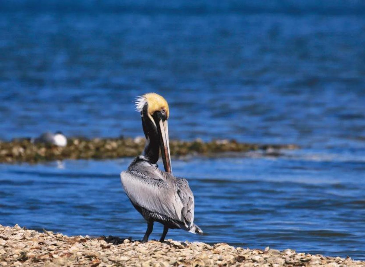 Pelican Island National Wildlife Refuge Only 20 Minutes Away!