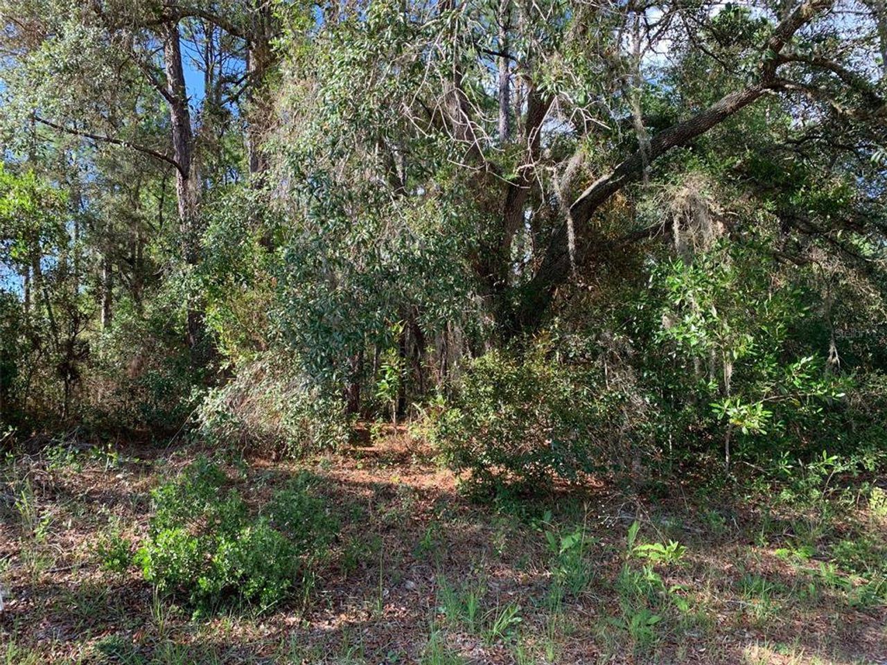 Natural landscape and outdoor views near  in Dunnellon (Image 2).