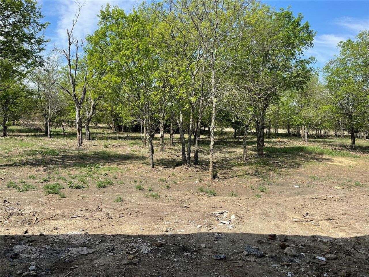 Heavily wooded backyard