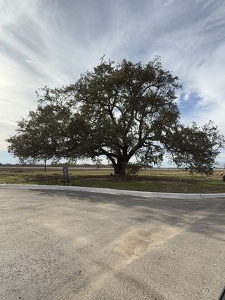 Street view A sprawling oak tree graces the landscape in South Brook by David Weekley Homes, Leander, TX.