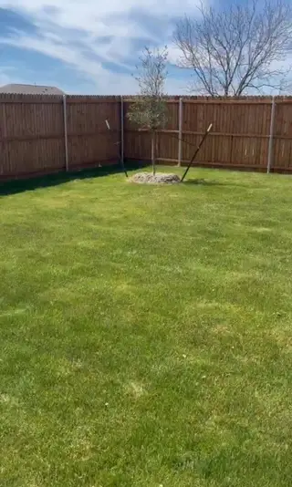 A lush, fenced backyard with new sapling in Prairie View: Cottage Collection by Lennar (Ennis, TX).