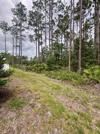 A serene wooded area in The Villas at Bishop Oaks by Century Communities, showcasing tall pines in Jacksonville, FL.