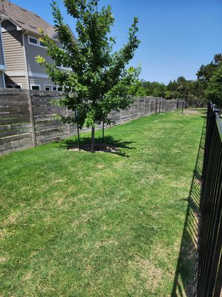 A spacious backyard with lush grass and a young tree in Coopers Square by Legacy Communities (Austin, TX).