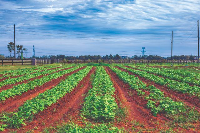 Harvest Green 75' image