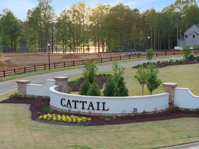 Cattail image