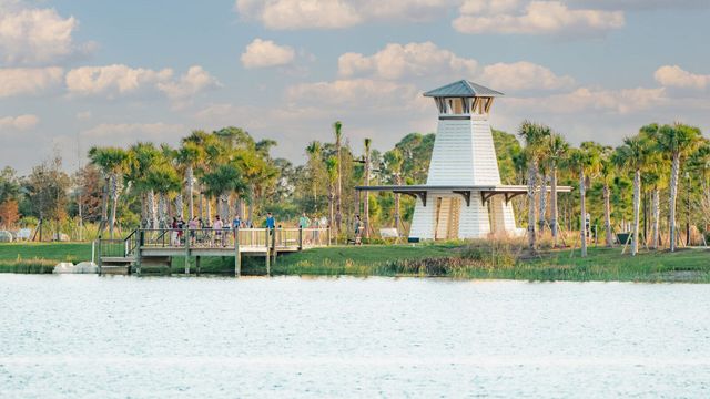 Palmera image