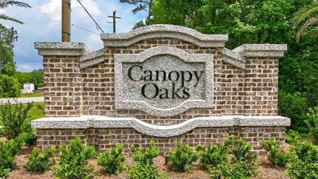 Canopy Oaks image