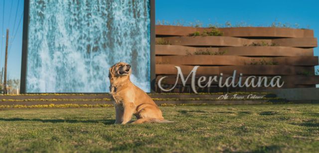 Meridiana 50's and 60's image