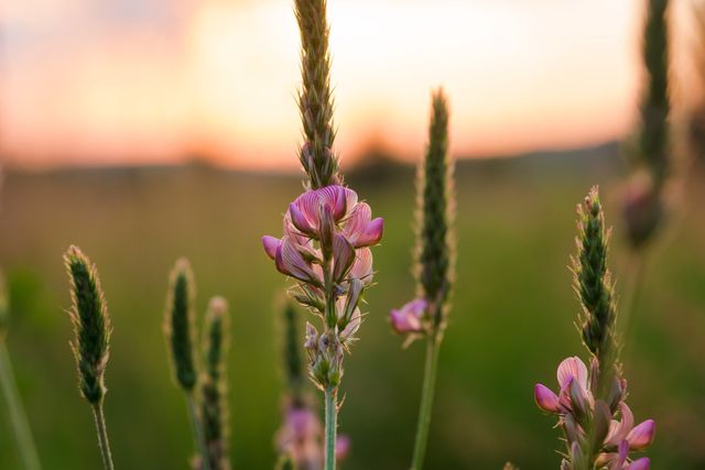 Wildrose by Taylor Morrison - image